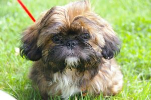 Hình ảnh giống chó Shih Tzu