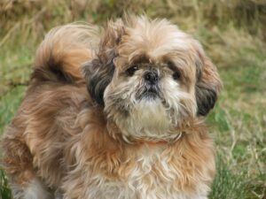 Thông tin về giống chó Shih Tzu