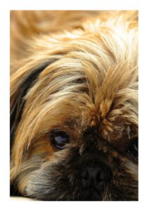 Hình ảnh giống chó Shih Tzu