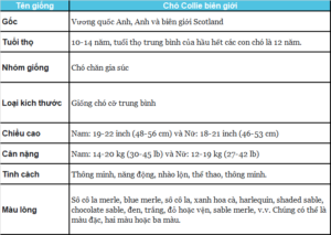 Thông tin về giống chó Border Collie