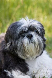 Hình ảnh giống chó Shih Tzu