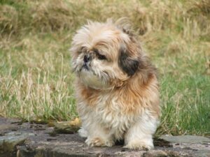 Hình ảnh giống chó Shih Tzu