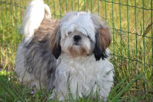 Hình ảnh giống chó Shih Tzu