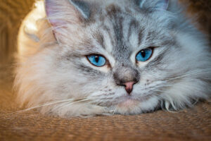 Siberian Forest Cat