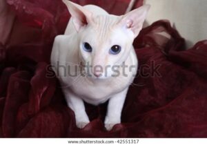 Peterbald