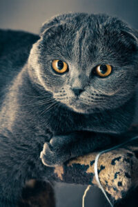 Scottish Fold